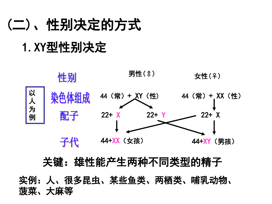 人教版高中生物必修二第二章第三节 伴性遗传（49张ppt）_第4页