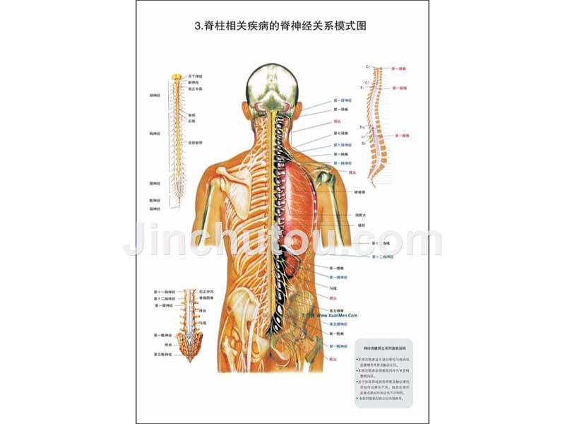 精华脊柱相干疾病图解-整脊疗法（高清）_第4页