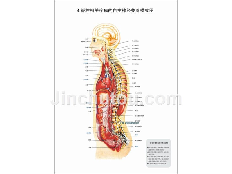 精华脊柱相干疾病图解-整脊疗法（高清）_第5页