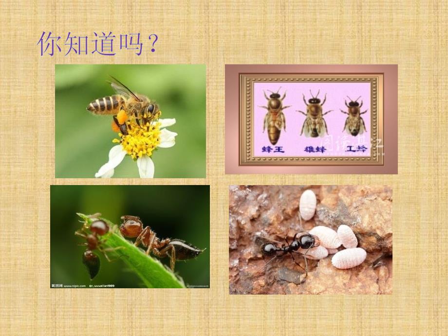 人教版小学四年级品德与社会下册《生活中的各行各业》课件.ppt.ppt_第2页