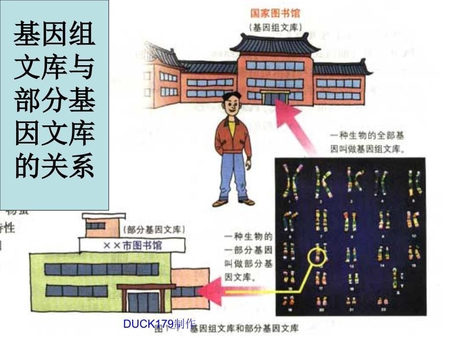 《基因工程的基本操作程序》课件九（19张ppt）（人教版选修3）_第5页