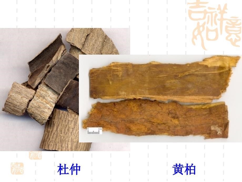 中药鉴定学皮类中药_第5页