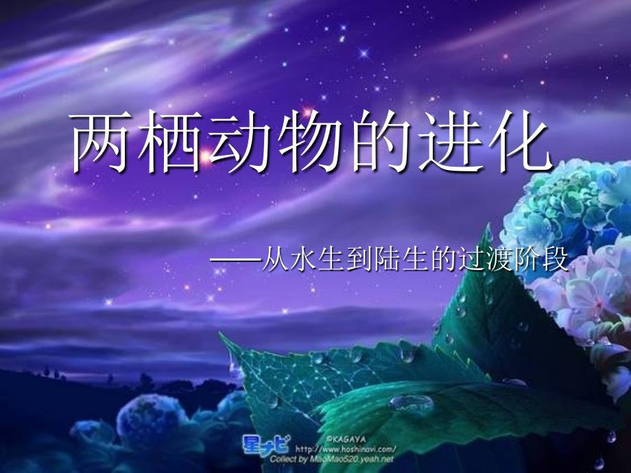 两栖动物的进化_第1页