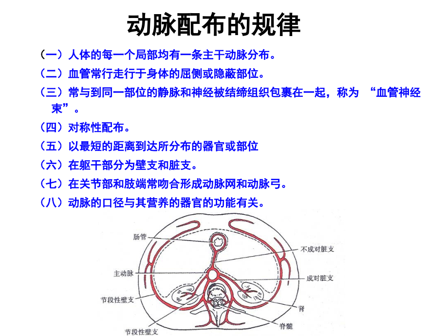 系统解剖学精品课件动脉_第3页
