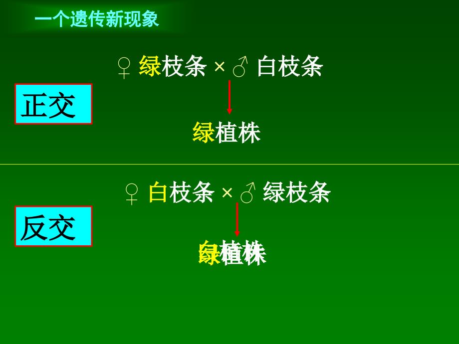 细胞质遗传kejia_第4页