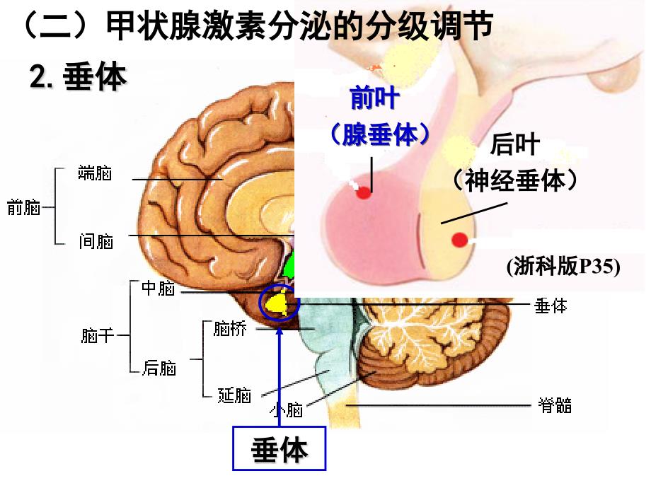 【5A版】甲状腺激素分级调节_第3页