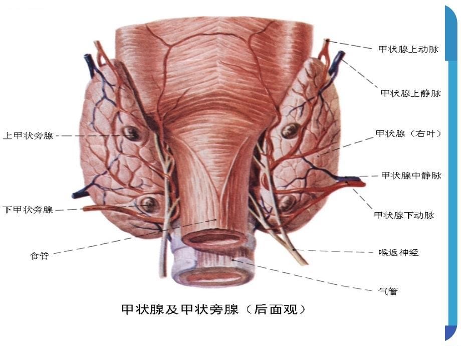 【5A版】甲状旁腺切除术_第5页