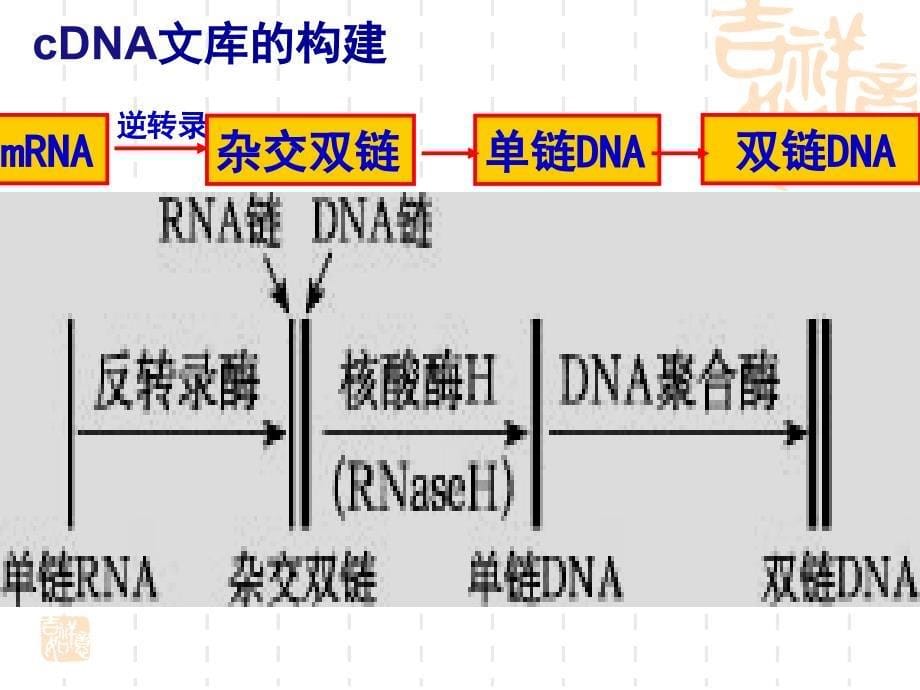 高中生物选修三  基因工程的基本操作程序_第5页