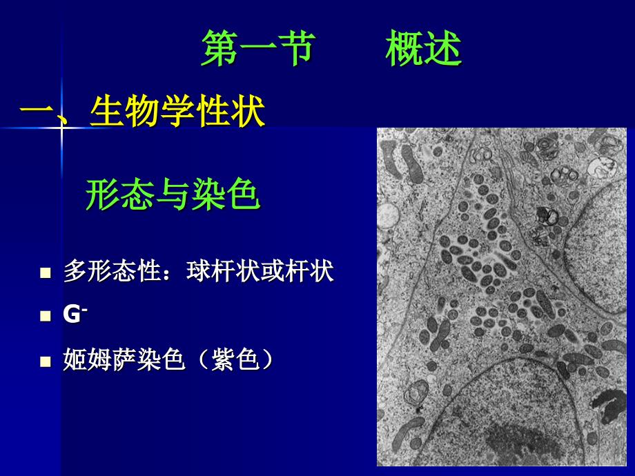 医学微生物学教学课件-张敏-第十九章 立克次体_第4页