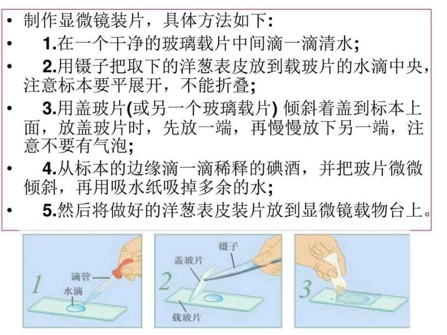 教科版科学六年级下册《用显微镜观察身边的生命世界》(_第5页