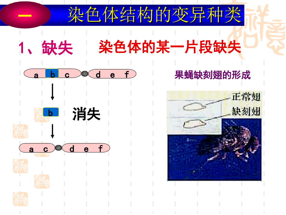 【生物】染色体变异_第3页