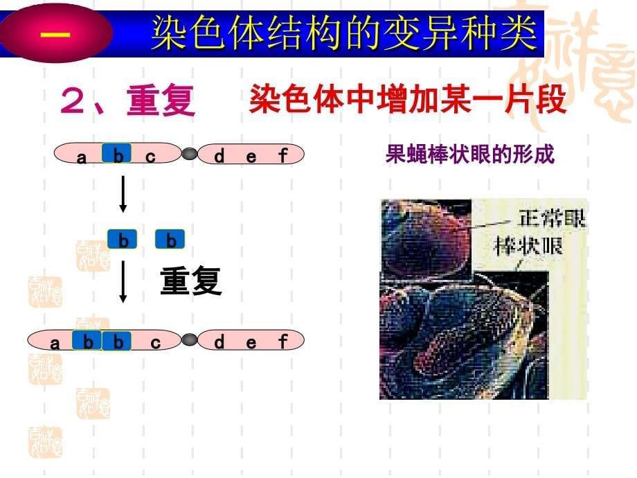 【生物】染色体变异_第5页