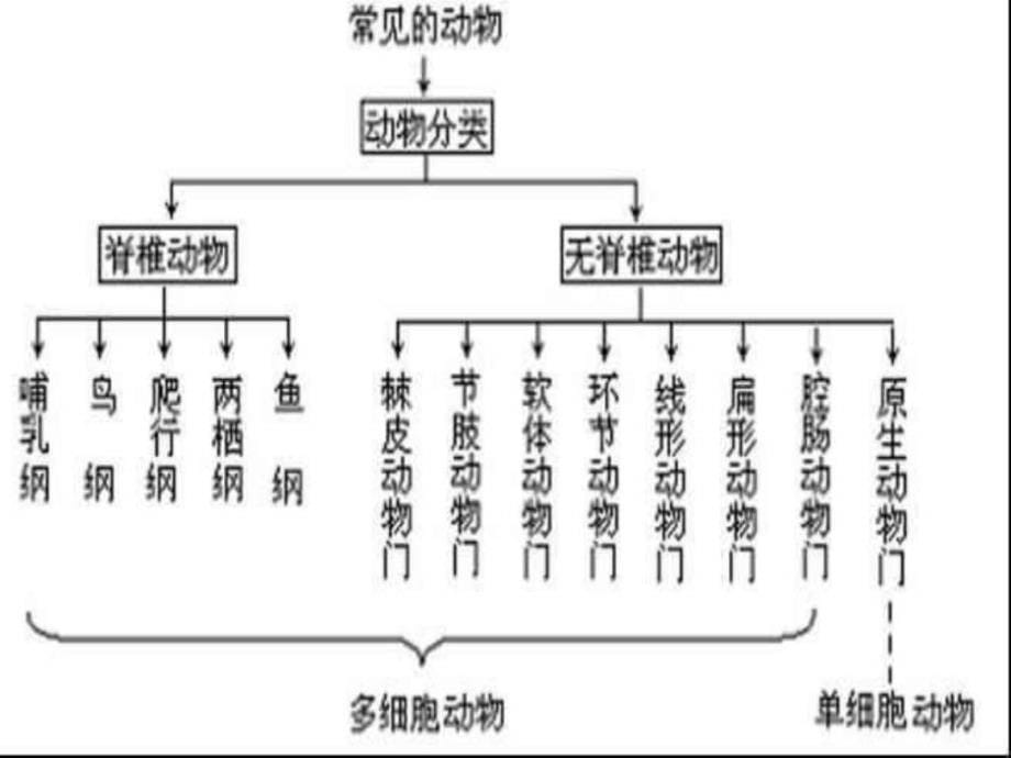 常见的动物3 浙教版_第5页