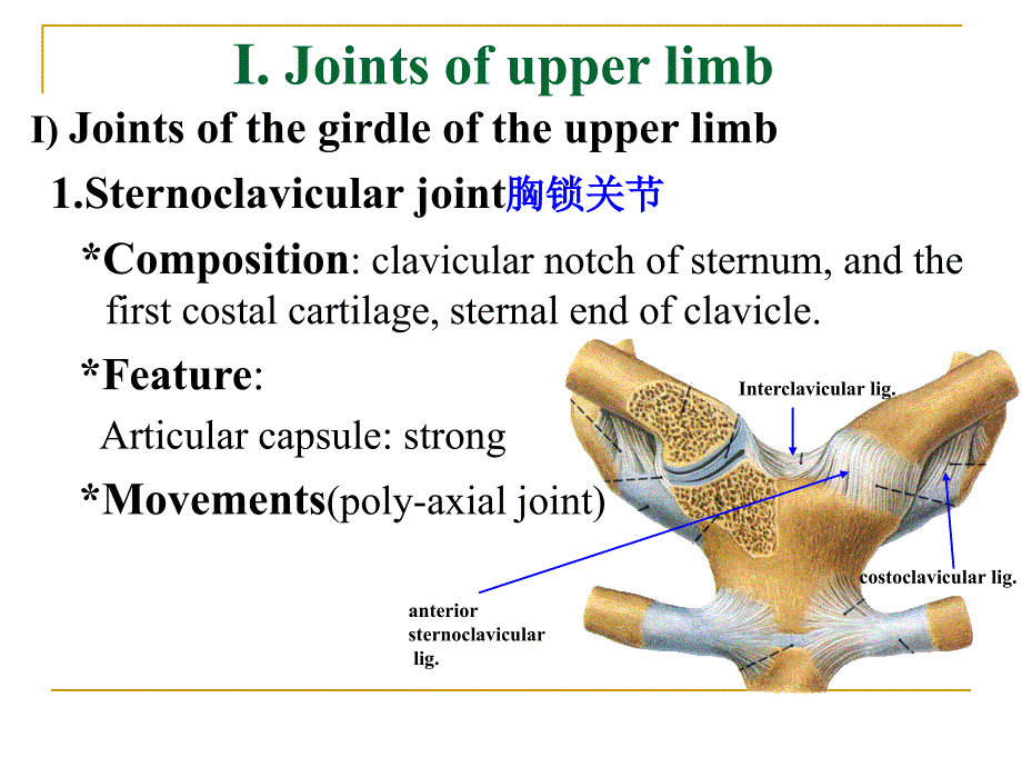 《系统解剖学》教学资料 section 3  joints of limb_第4页