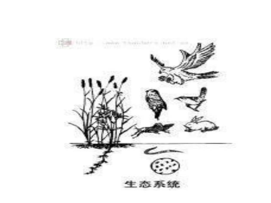 人教版七上《生物与环境组成生态系统》_第2页