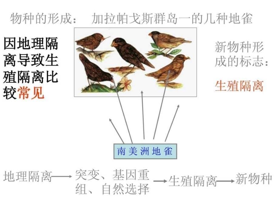 生物7.2.2《隔离与物种的形成》课件2(新人教版必修2)_第5页