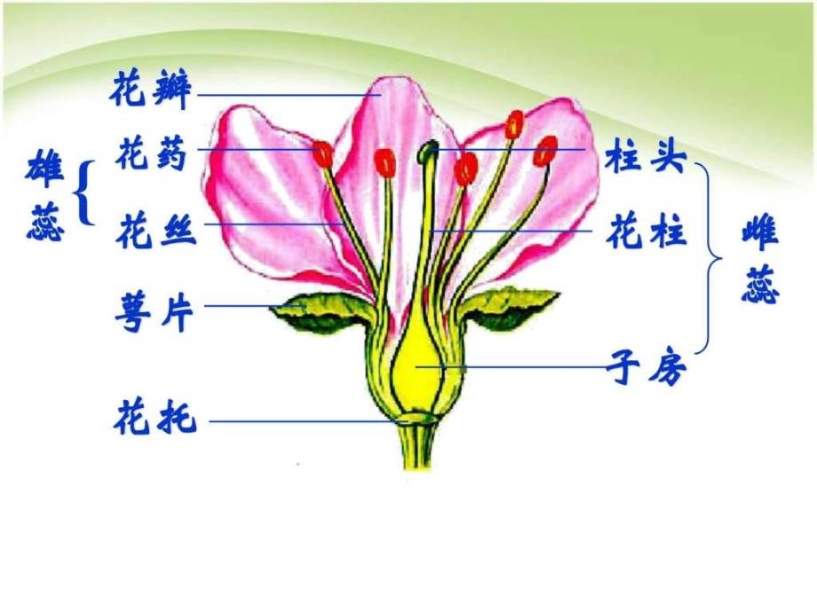 最新人教版初中初一七年级生物上册开花和结果-精品_第4页