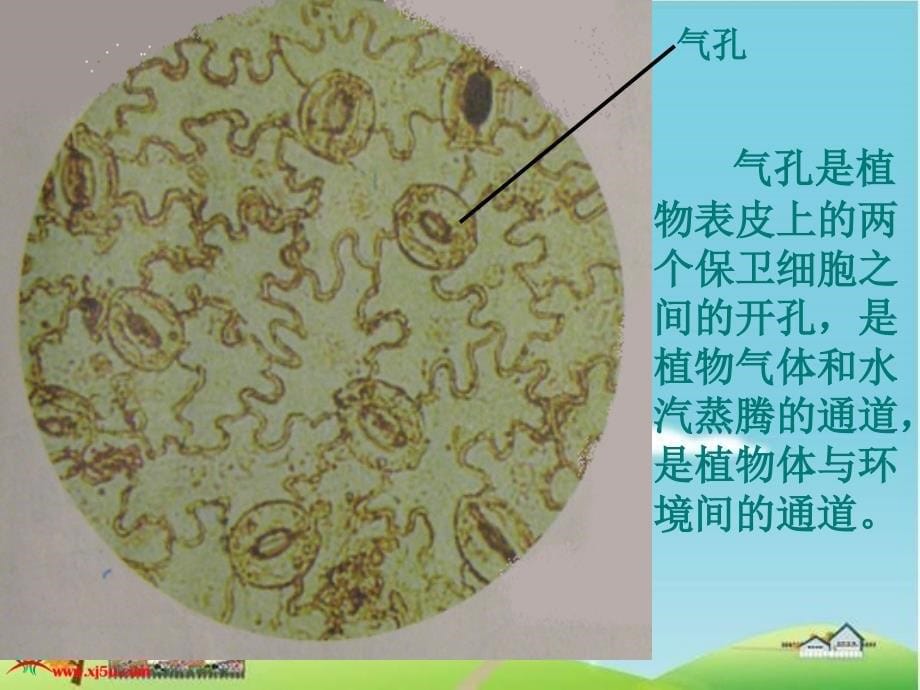 六课用显微镜观察身边生命世界(二)ppt(含课堂作业与答案)_第5页