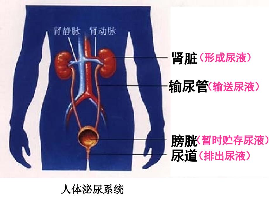 [理化生]尿的形成和排除_第4页