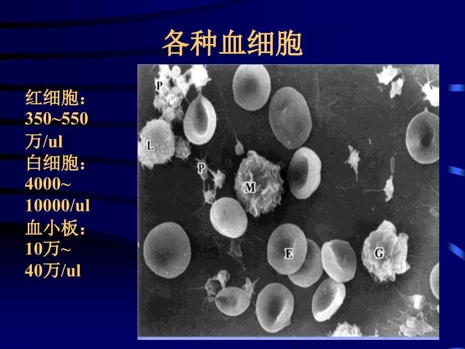 组织学教学课件6.血液_第5页