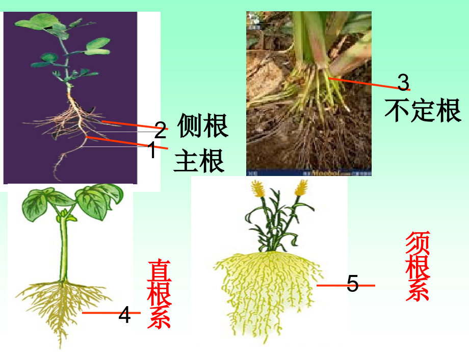 jiangke总复习花的结构和类型使用_第4页