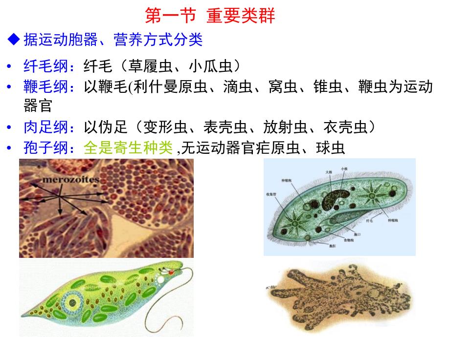 普通动物学—原生动物门(上课版)_第2页