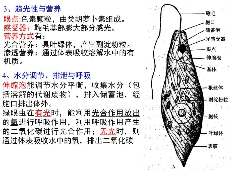 普通动物学—原生动物门(上课版)_第5页