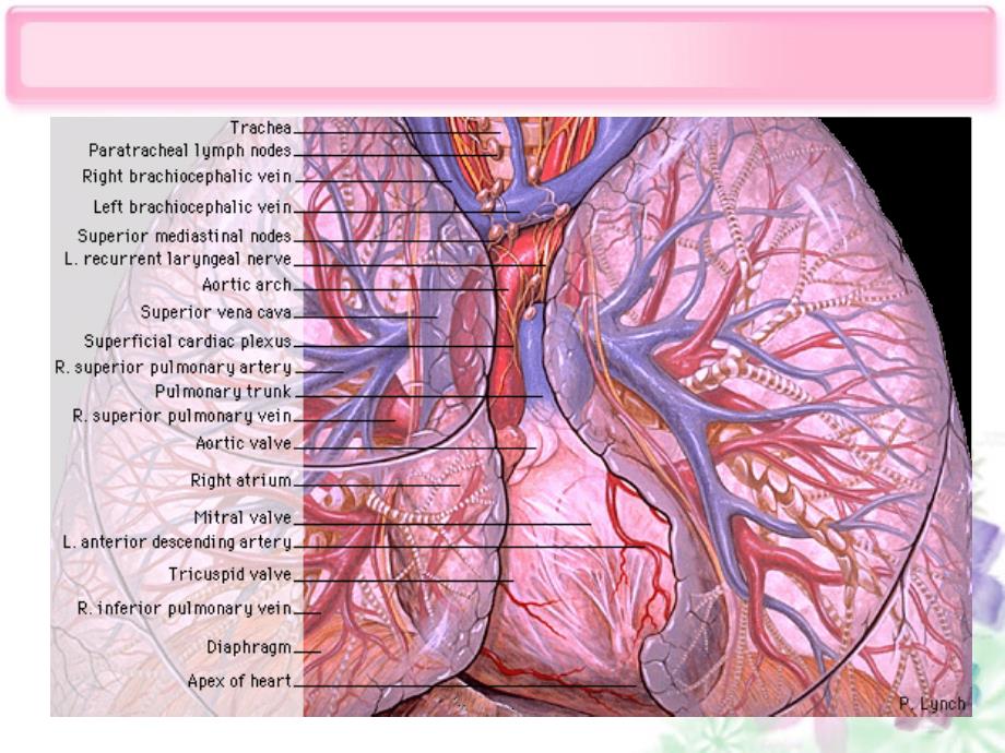心脏超声解剖示教_第4页