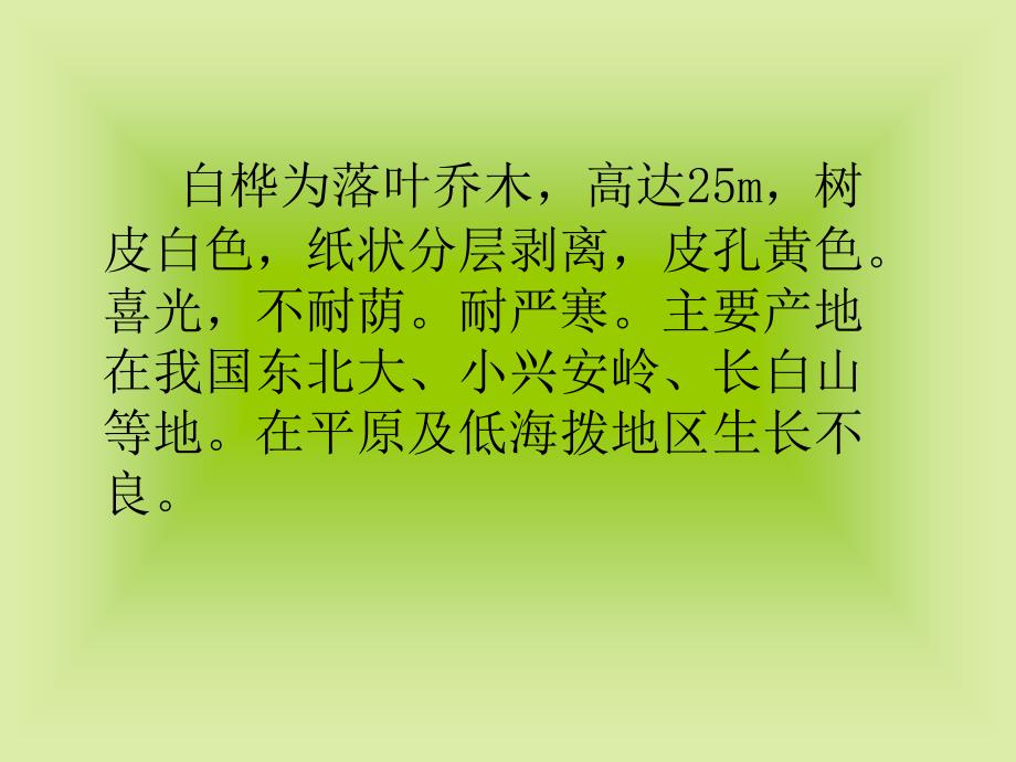 《白桦林的低语》ppt课件_第3页