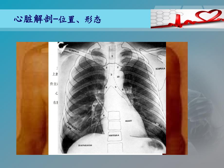 心电图基础及临床_第3页