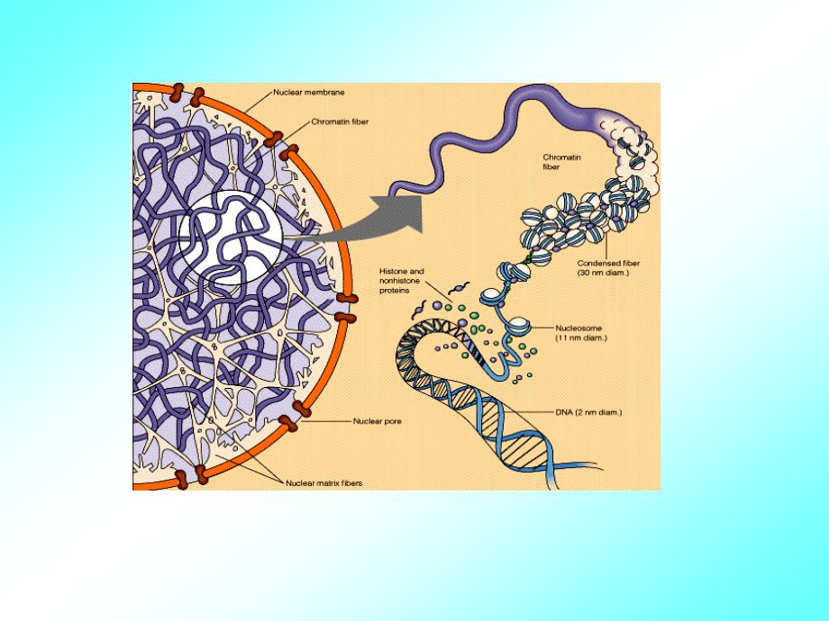 《分子生物学检验技术课件》核酸基本结构及功能_第2页