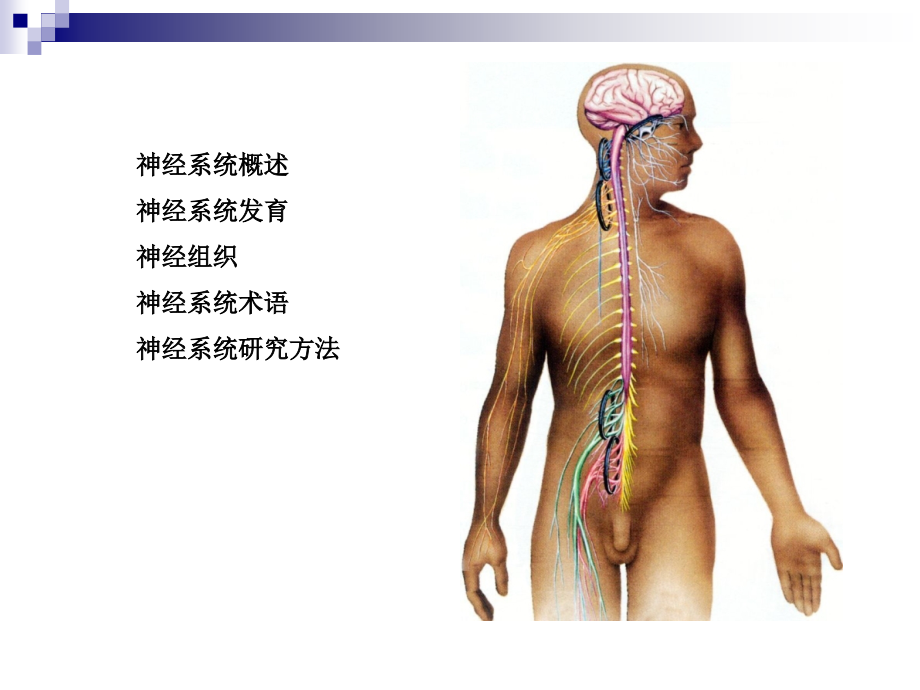 《神经解剖学概论》ppt课件_第2页