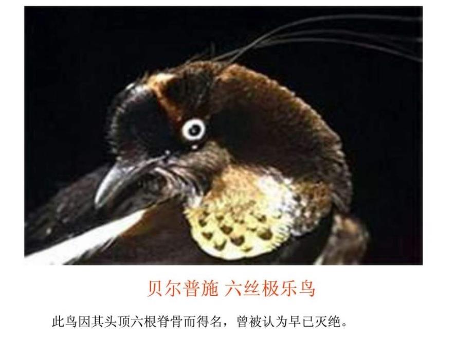 南京市河西分校高中生物必修2《5 生物进化理论_第2页