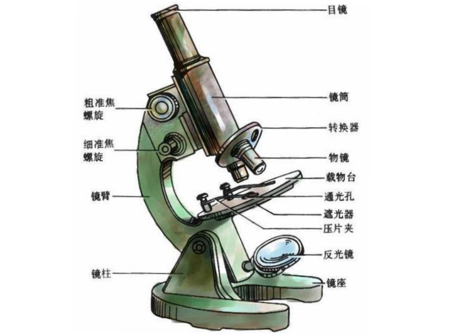 新课标中考生物专题复习《显微镜与细胞专题复习》_第2页