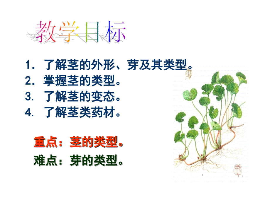 《药用植物课件》ppt课件_第3页