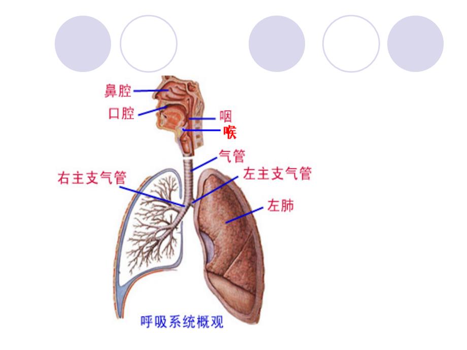 《咯血的健康教育》ppt课件_第4页