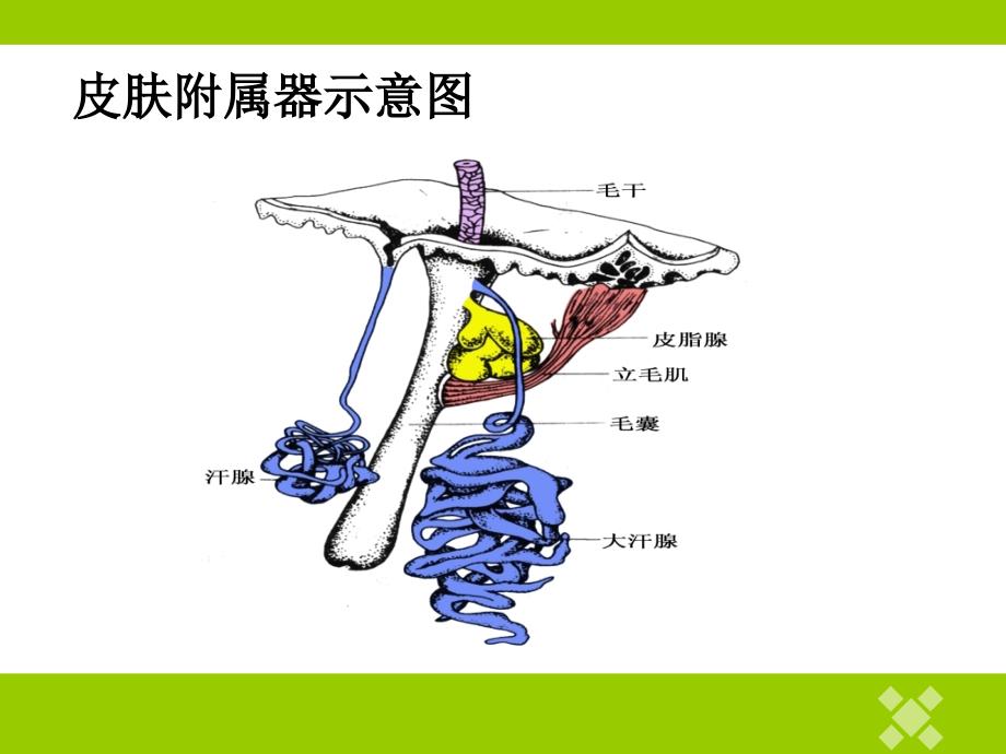 《皮肤附属器及疾病》ppt课件_第3页