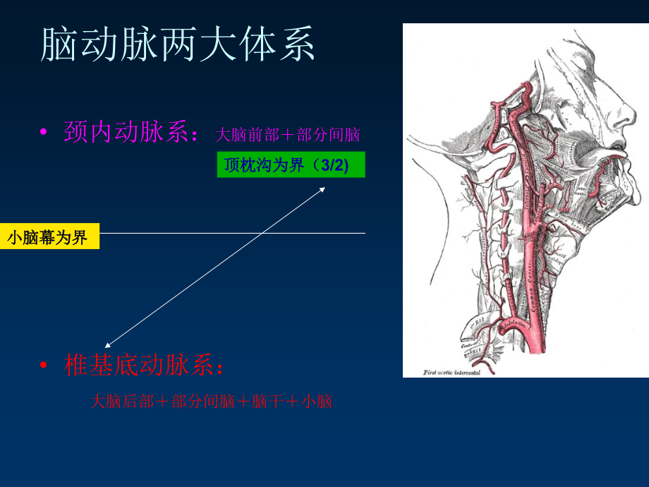 《脑梗死的血管定位》ppt课件_第4页