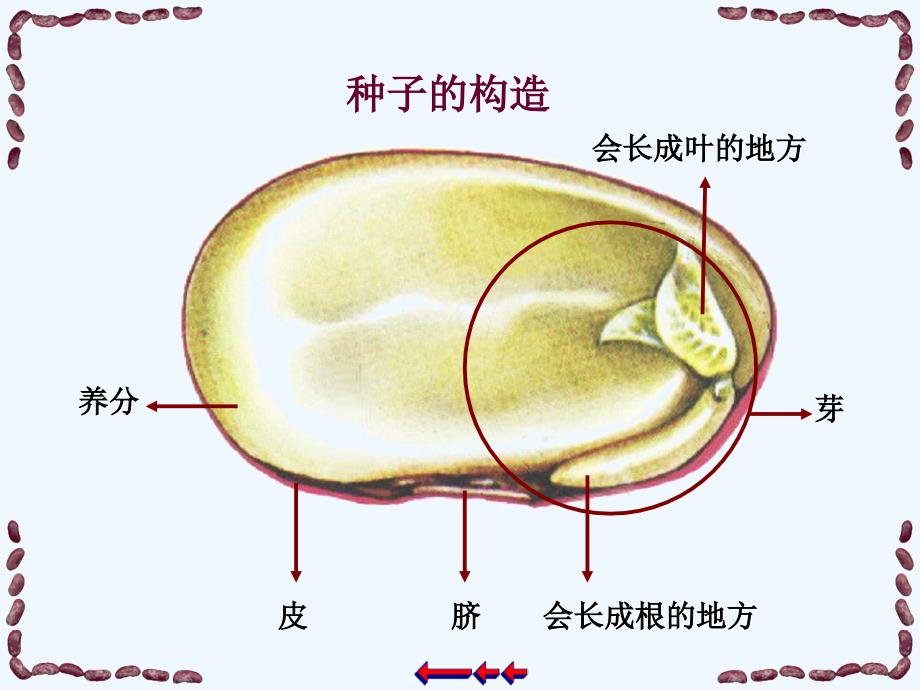 人美版美术三上《植物籽粒拼图》ppt课件5 _第4页