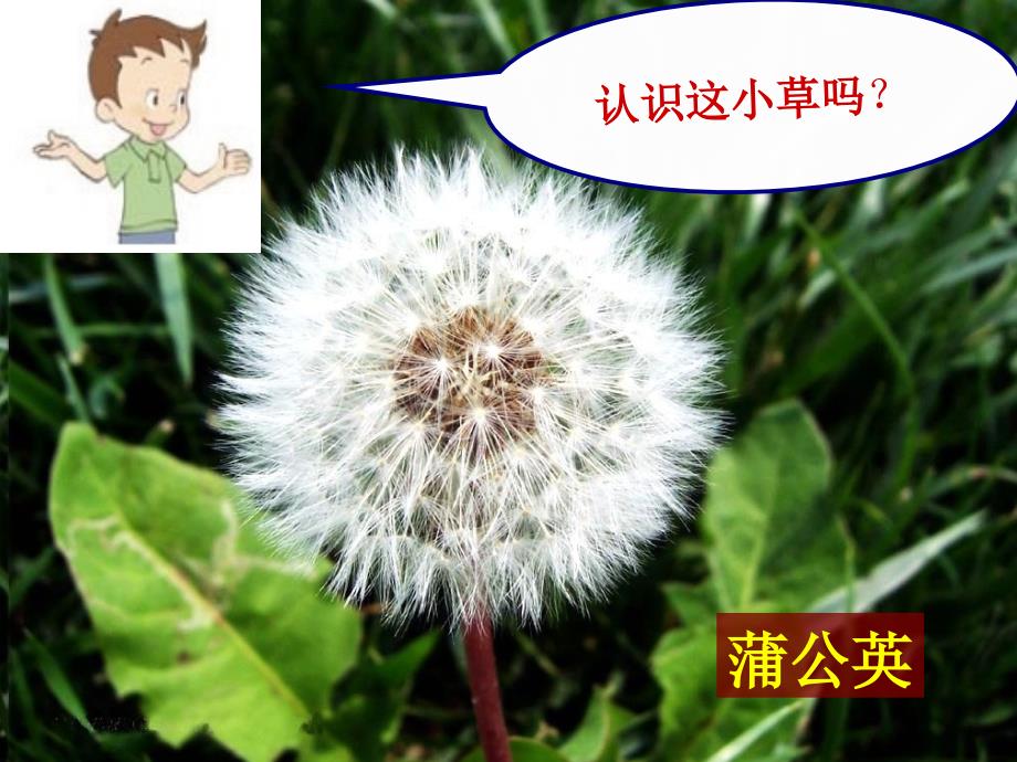 科学3.大树和小草_第2页