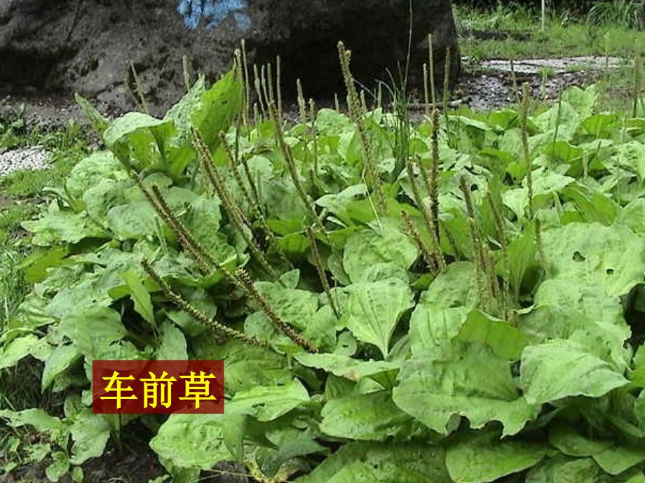 科学3.大树和小草_第3页