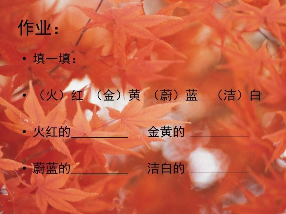 北京版语文二年级上册第4课《火红的枫叶》ppt课件3_第5页