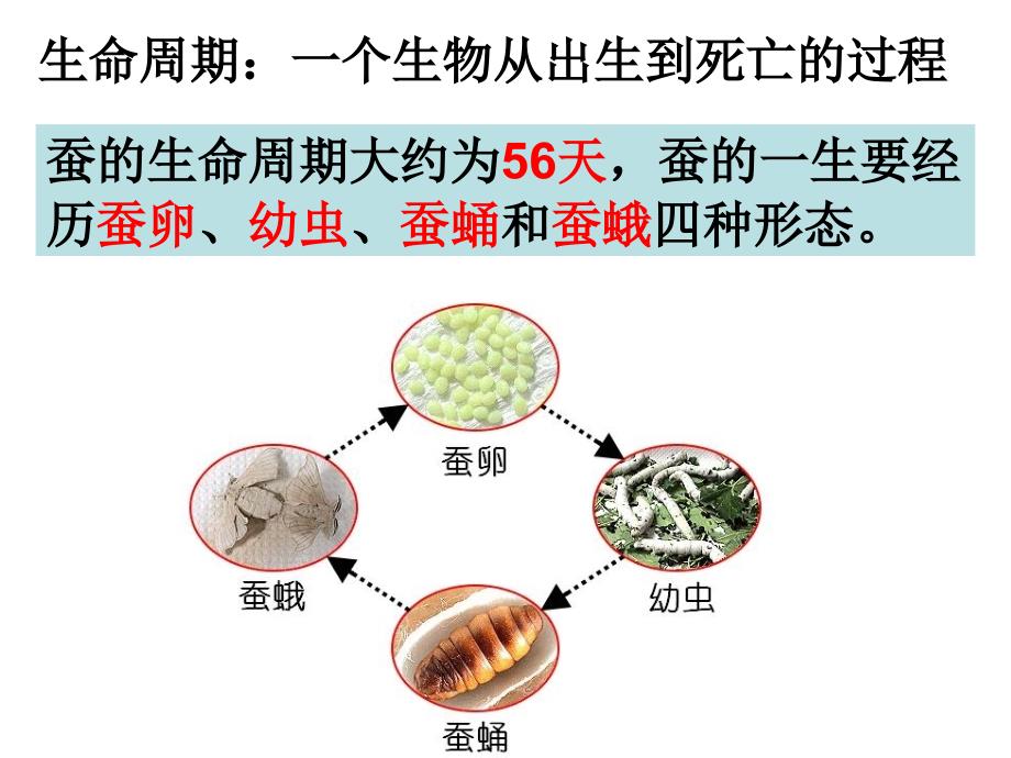 教科版三年级下册第二单元第1_第2页