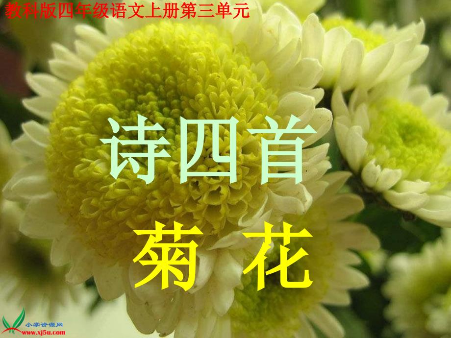 教科版四年级上册古诗四首菊花_第1页