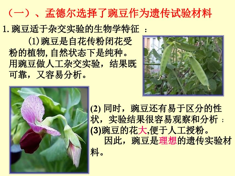 吉林省扶余一中高中生物必修二《孟德尔的豌豆杂交实验(一)》课件_第4页