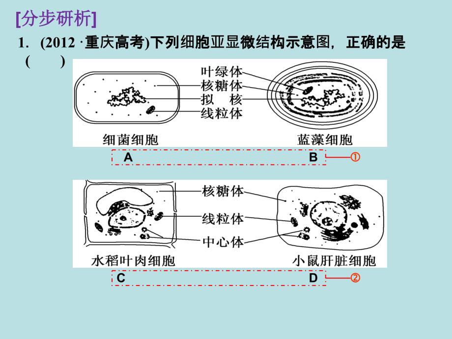 高三一轮复习重点精选1—1：解读细胞的多样性和统一性_第3页