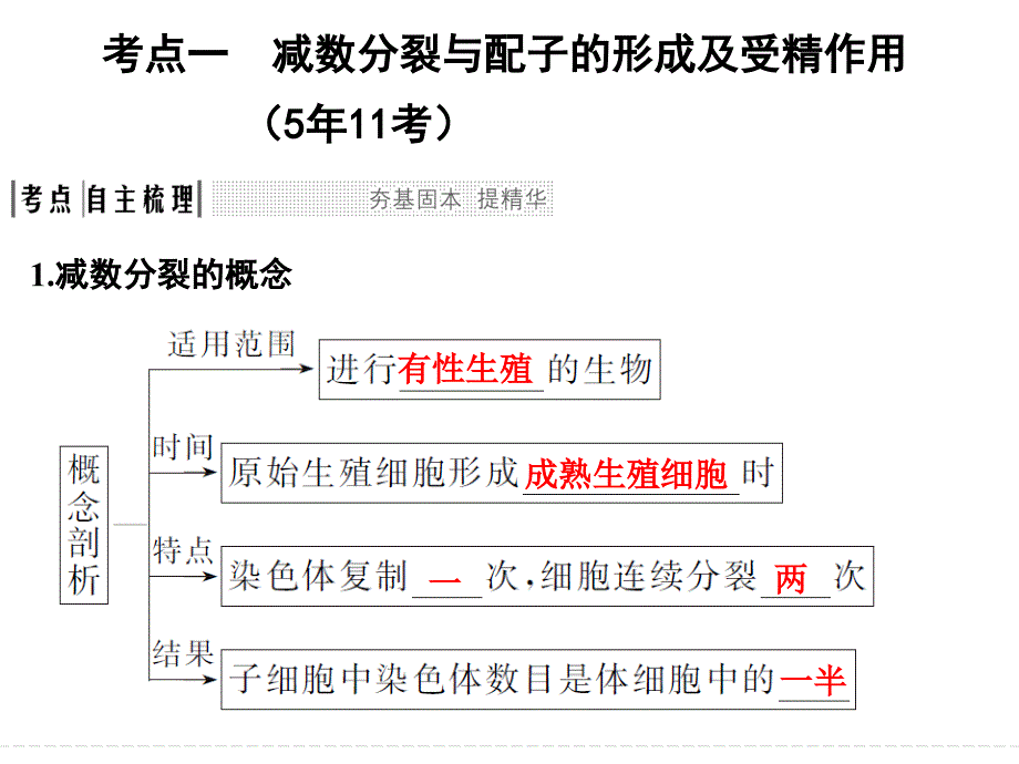 一轮复习动物精子和卵细胞的形成过程_第2页