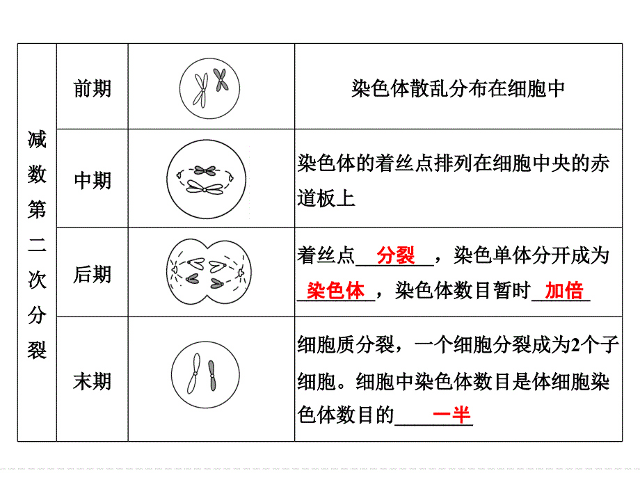 一轮复习动物精子和卵细胞的形成过程_第4页