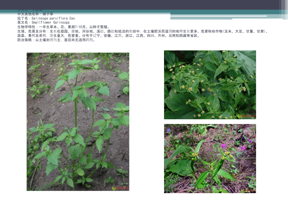 【5A版】各种常见的杂草图谱及学名_第2页