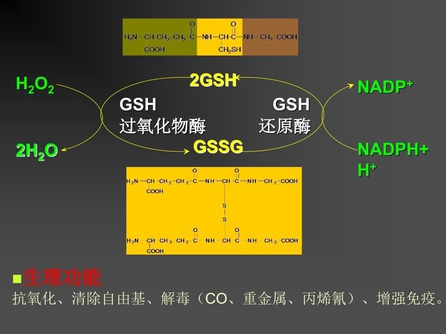 《实验1谷胱甘肽》ppt课件_第5页